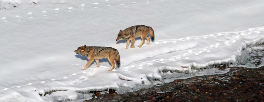 Figure 2. Seven of the nine wolves that inhabited Isle Royale in January 2012.