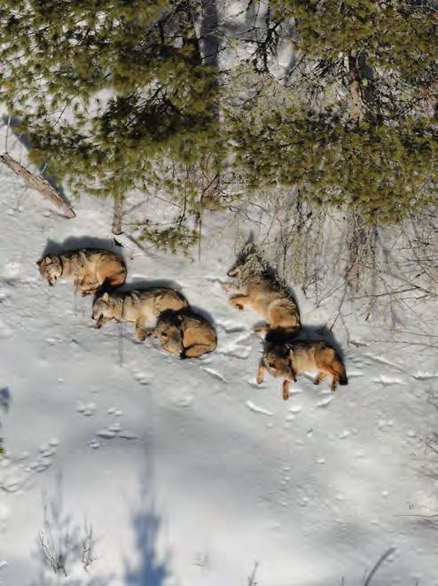 part of winter, but only,ive wolves later in the winter. appears to have been increasing over the past few years from its lowest recorded level of approximately 400 moose in 2006.