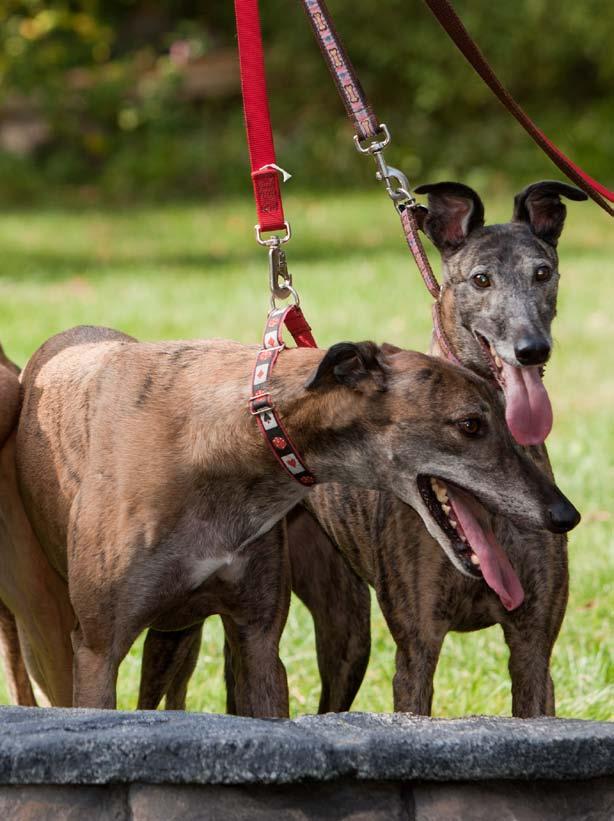 Waiting for forever homes REGAP s website (regapct.com) has an updated list of greyhounds available for adoption.