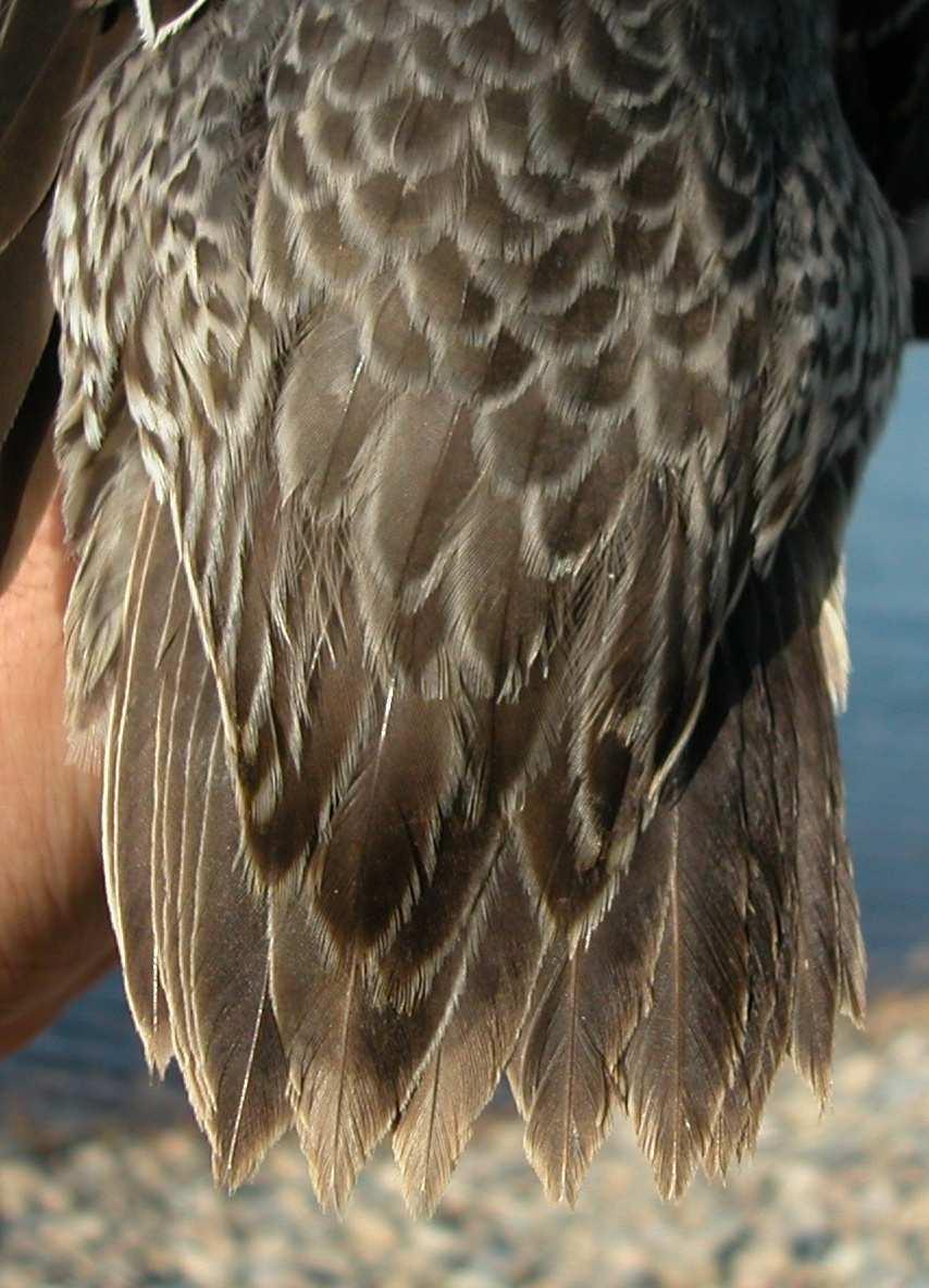 Pattern of undertail coverts: left male ; right