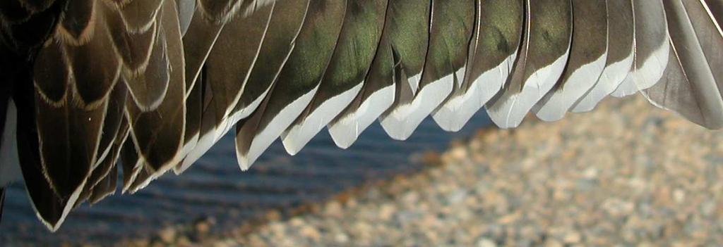 Male: pattern of wing Autumn. Juvenile.