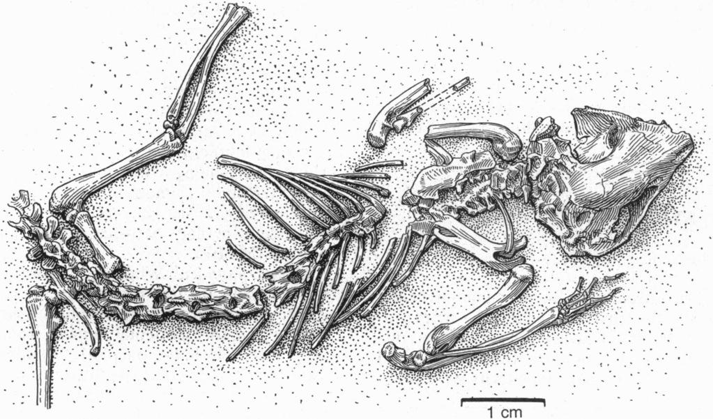 trigonid cusps compared with the talonid.
