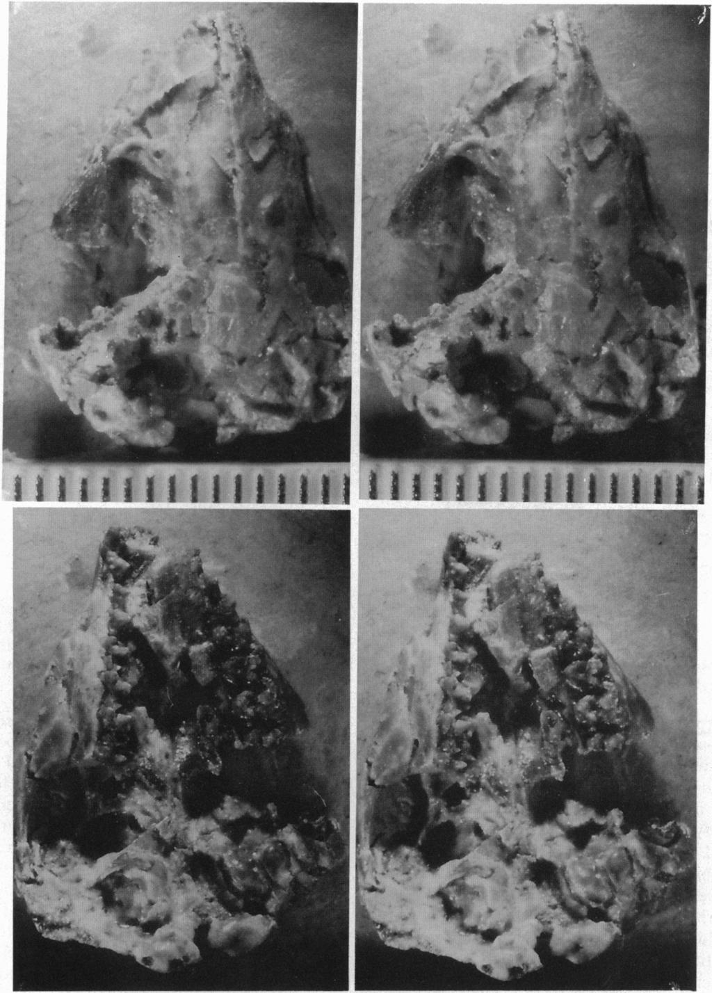 Evolution: Trofimov and Szalay Proc. Natl. Acad. Sci. USA 91 (1994) 12571 FIG. 2. Asiatherium reshetovi, stereophotos in dorsal (Upper) and ventral (Lower) views. (Subdivisions on scale = 1 mm.