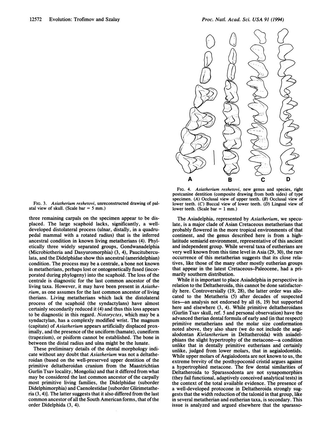12572 Evolution: Trofimov and Szalay Proc. Natl. Acad Sci. USA 91 (1994) 53 / B FIG. 3. Asiatherium reshetovi, unreconstructed drawing of palatal view of skull. (Scale bar = 5 mm.