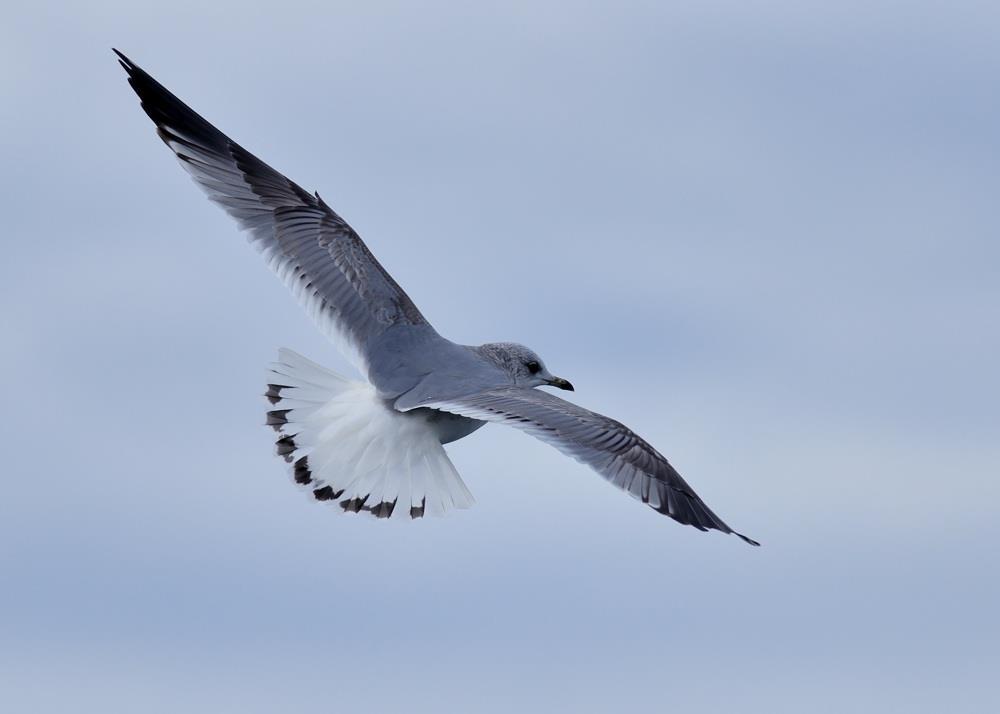 Unusual 2nd W Common Gull Larus canus at Helsingborg View PDF at high zoom for optimal picture resolution On 22 nd of March 2015, 3 rd CY Common Gull Larus canus with black markings in tail and to a