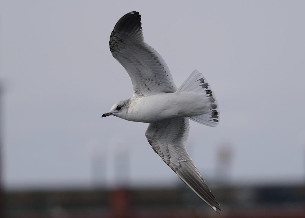 Fig 3. Common Gull L. canus, 2 nd W at Helsingborg on 22-03- 2015 Distinct markings in under-wing, with brown tips to axillaries, as well as under-wing coverts.