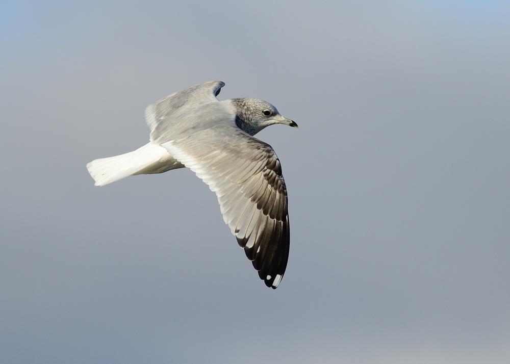 Variation in NW Scania The variation in 2 nd W Common Gulls in NW Scania during winter/early spring is great and many the above mentioned features are recorded on a gliding scale, from unmarked,