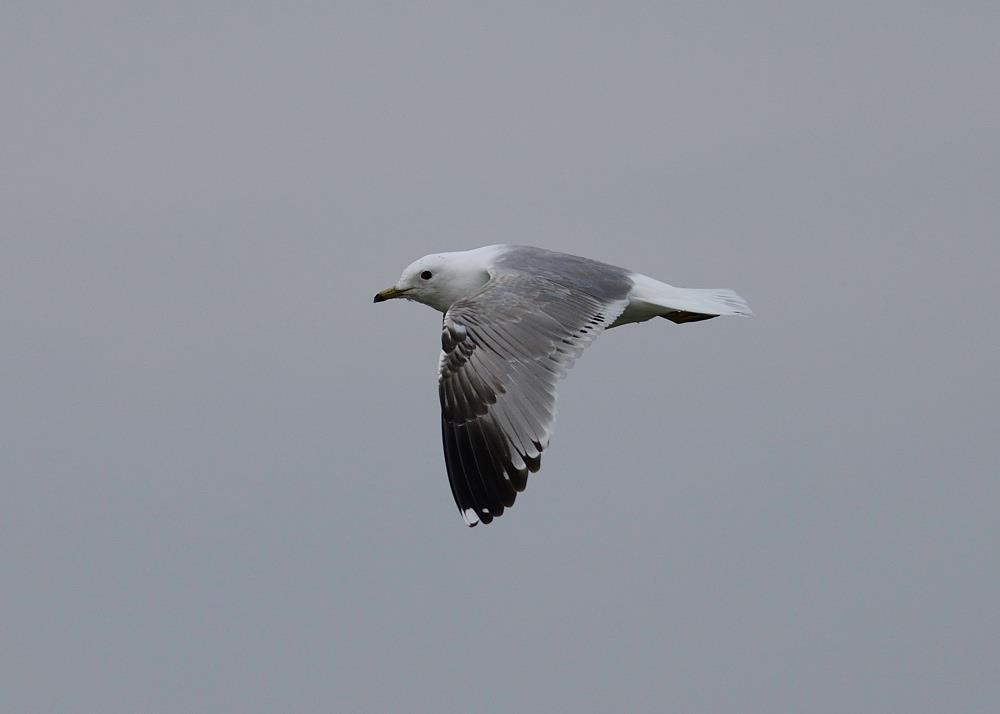 Fig. 8. Common Gull L. canus at Borstahusen on 15-04-2015. Obvious black in all but innermost secondaries is well beyond the variation normally recorded in NW Scania.