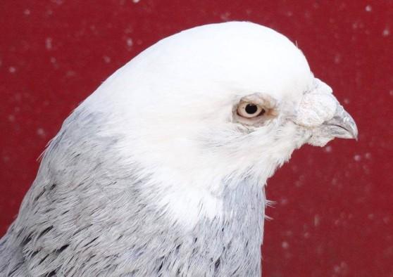 coloured to white head with the moult unarguably rules out the possibility of any bald head trait which was