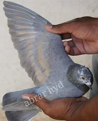 headed birds(khera), similarly Khera can be produced by pairing a jogi with