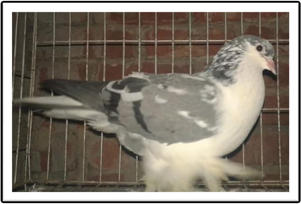 : Unique phenotypes. Here is a somewhat unusual trait not so much due to the trait itself but the Breed it is expressing on. It appears to be a blue Tiger grizzle Lahore pigeon.