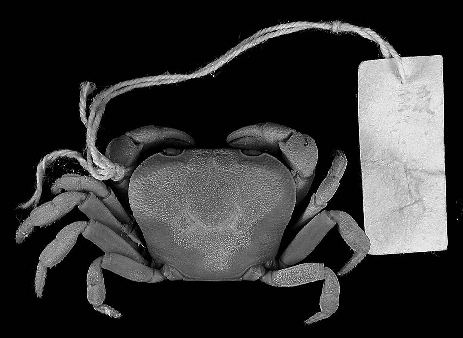 A new freshwater crab from Kerama Group and Kume Island 197 Etymology. The species is named after the Okinawan dialect word, amagui, meaning praying for rain. It is surprising that G.
