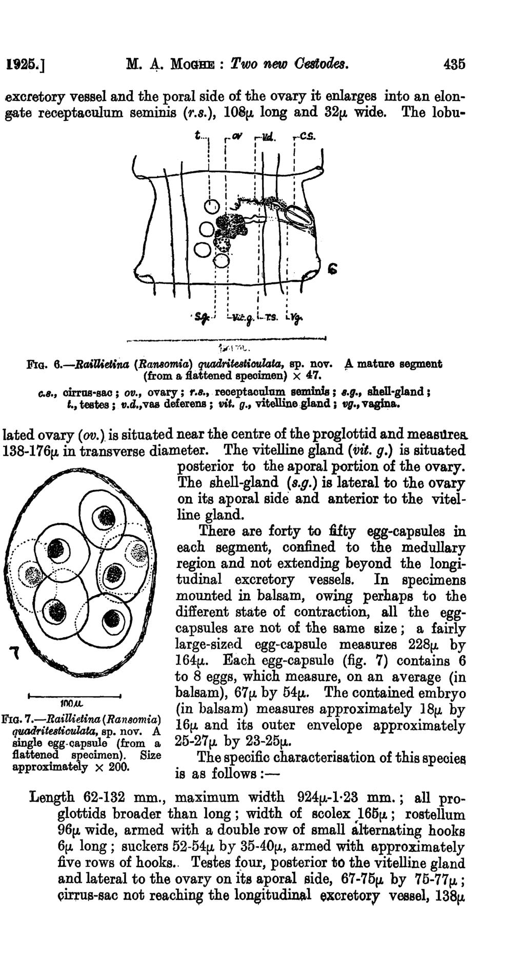 1925.] M. 4.. MOGHE : Two new Oe8toaea. 435 excretory vessel and the poral side of the ovary it enlarges into an elongate receptaculum sammis ('}'.8.), 10S(L long and 32(L wide. The lobut '1 r N,...1rt.