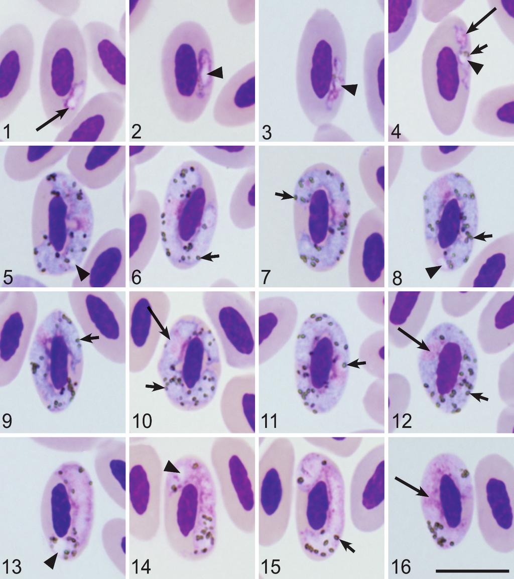 850 THE JOURNAL OF PARASITOLOGY, VOL. 98, NO. 4, AUGUST 2012 FIGURES 1 16. Haemoproteus jenniae sp. nov. from the blood of swallow-tailed gull Creagrus furcatus. (1 4) Young gametocytes.