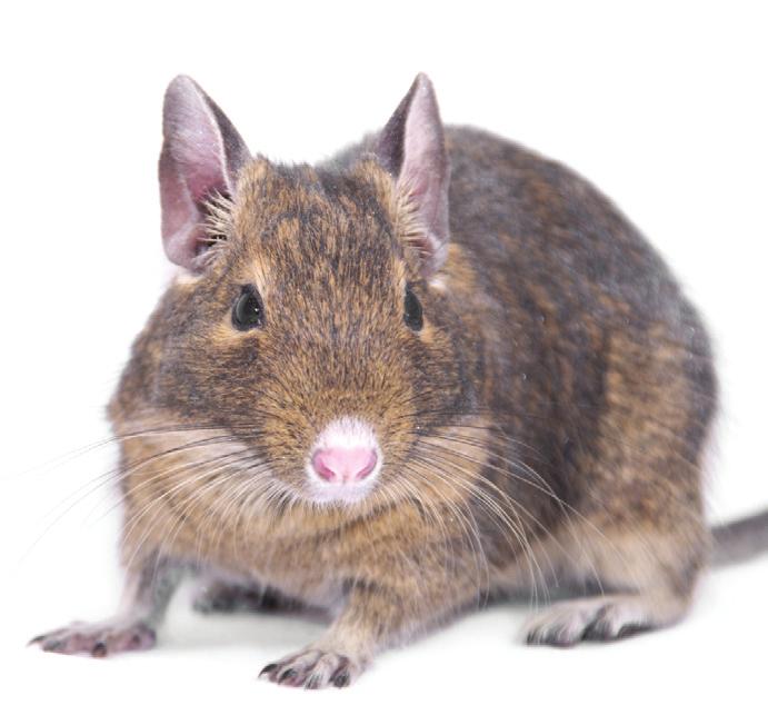 Are you ready? Degus originate from Chile where they live in large colonies in deep burrows underground. They love to burrow but are also great climbers.