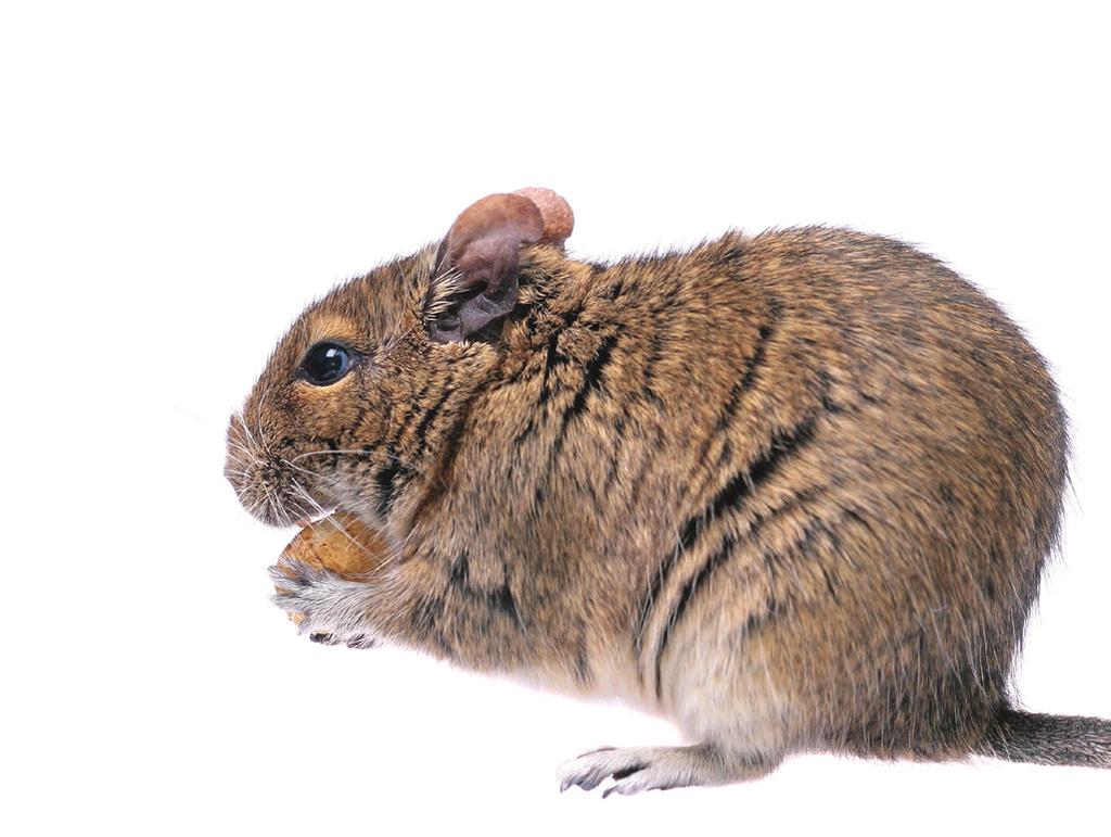 Handling Degus need to be handled with care, with special attention paid to their tails, which are easily injured.