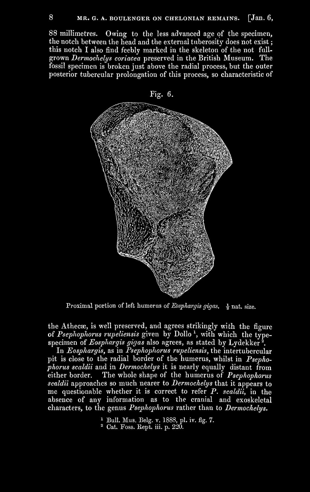 Proximal portion of left humerus of Eosphargis gigas. -J nat. size.