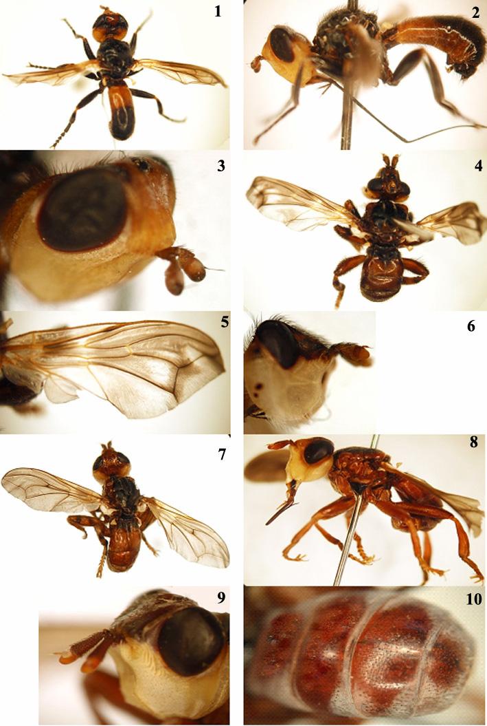 New records of the subfamilies Myopinae, Sicinae & Zodioninae from Iran 77 Figures 1-10. 1-3: Melanosoma bicolor (Meigen, 1824) (male), 1. Dorsal view, 2. Lateral view, 3.