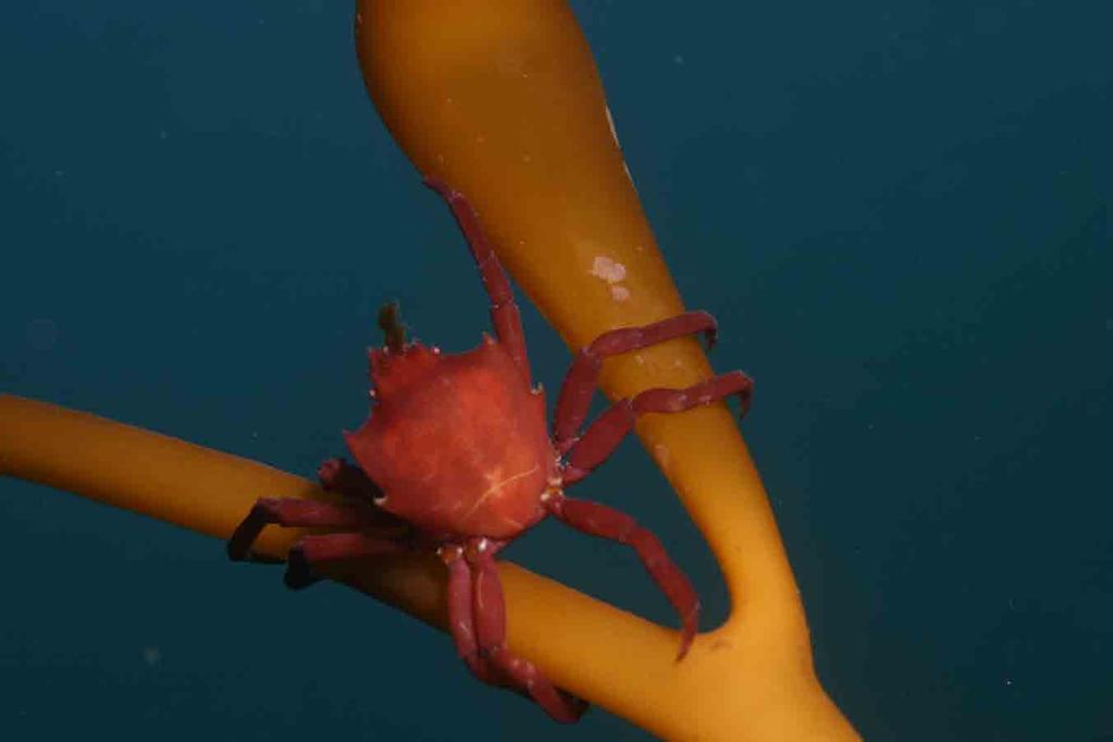 Pugettia producta Northern kelp crab Golden