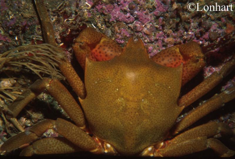 Pugettia producta Northern kelp crab Golden
