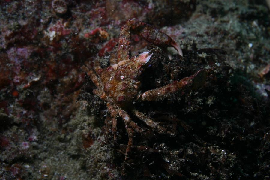 Scyra acutifrons Sharp-nose crab Heavily decorated, large,