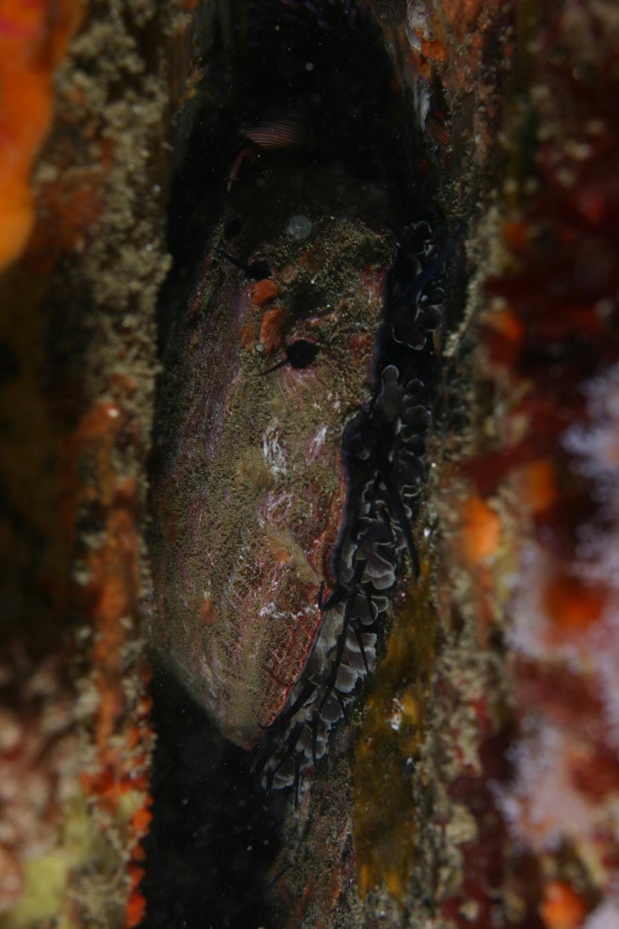 Pederson/MBNMS Haliotis rufescens Red abalone Most common abalone in subtidal,