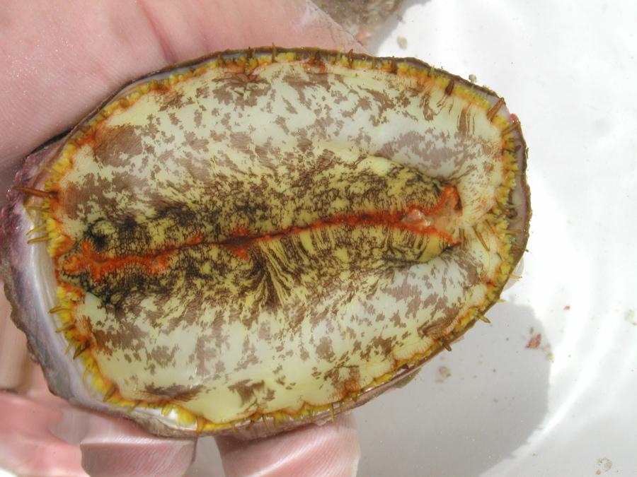 Haliotis kamtschatkana Pinto abalone Epipodium mottled pale yellow