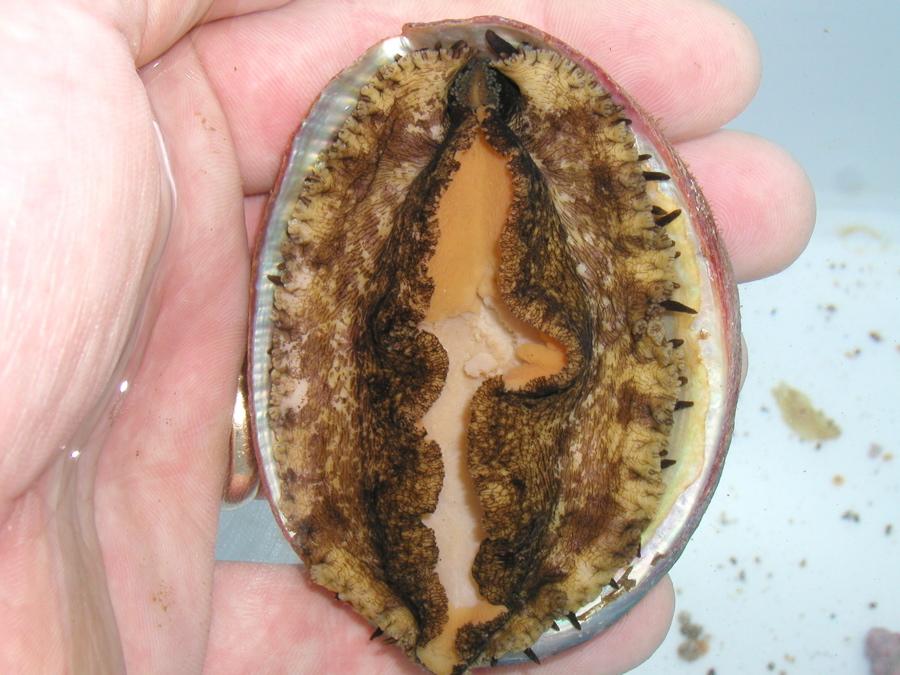 Haliotis walallensis Flat abalone Epipodium mottled