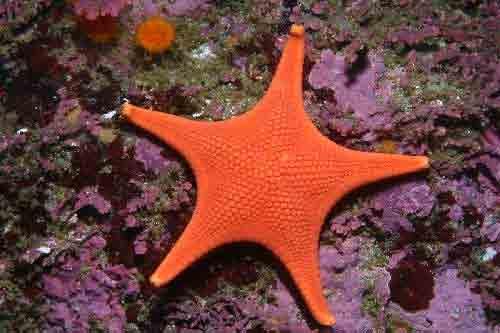 Mediaster aequalis Orange star with five rays, large