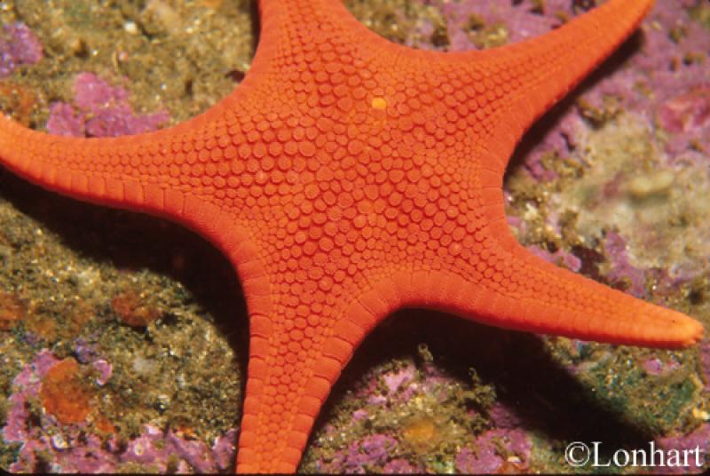 Mediaster aequalis Orange star with five rays, large