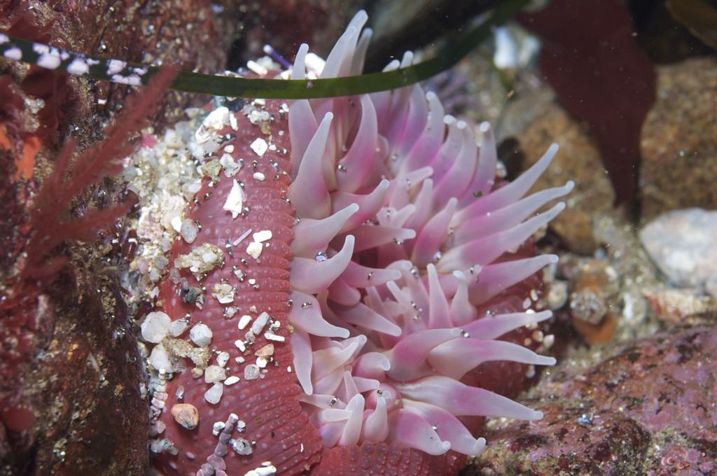 Urticina coriacea Stubby rose anemone If on reef