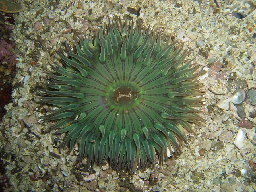 Anthopleura sola Solitary anemone or Sunburst anemone Has