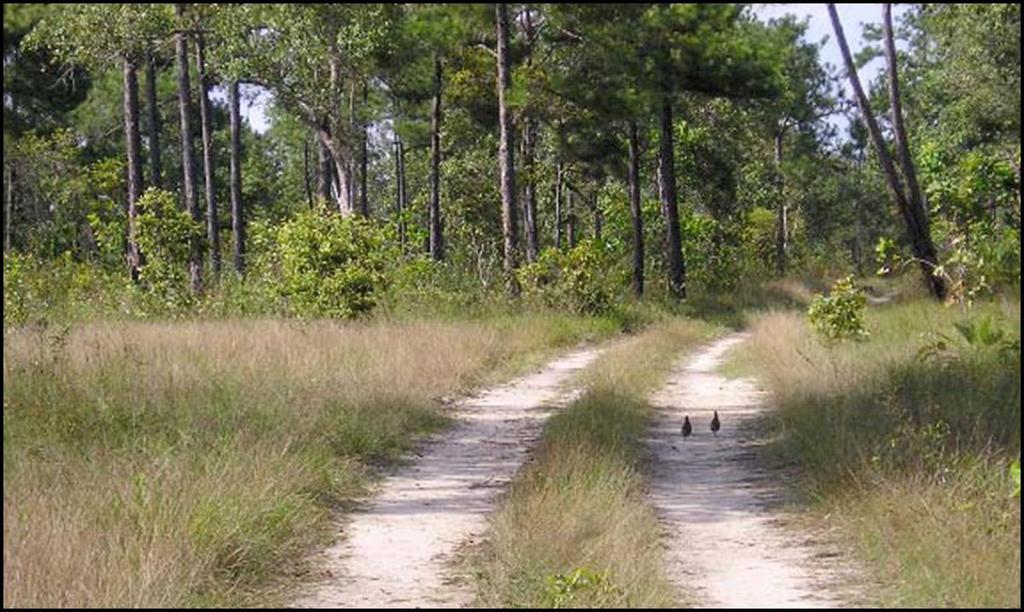 Eitniear et al.: Managing Black-throated Bobwhite for Sustainability in Belize: Pr Figure 2: Black-throated Bowhites walking along dirt road in Manatee Forest Reserve, Belize during 2006.