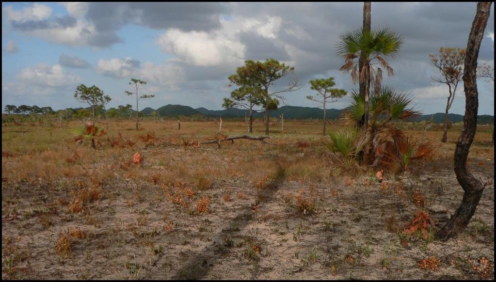 Eitniear et al.: Managing Black-throated Bobwhite for Sustainability in Belize: Pr Figure 3: Habitat conditions within Manatee Forest Reserve, Belize after 13 April 2006 burn.