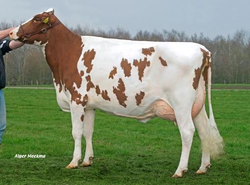 AZURE combines a nice production profile and good conformation figures. His score for ease calving is very high.