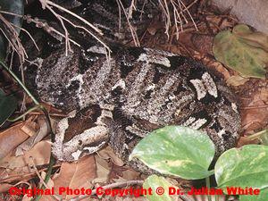 CLINICAL OVERVIEW Minimal published information on bites limits direct indication of likely effects. Given similarities to the Gaboon viper, it may be safest to assume a similar clinical spectrum.