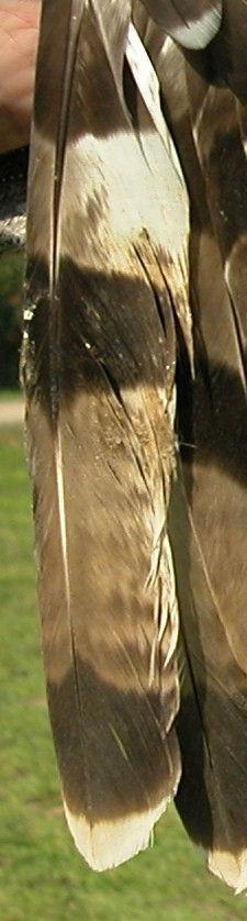 plumage without moult traces; dark eye; cere and bill base yellow