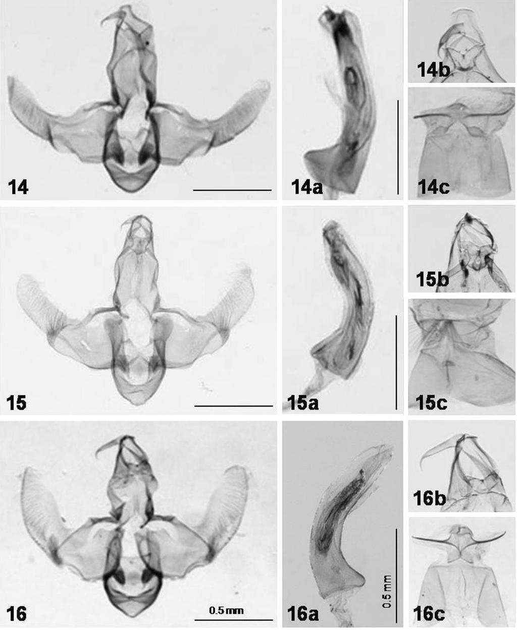 66 TROP. LEPID. RES., 20(2):62-70, 2010 Figs. 14-16. Male genitalia of Lecithocera species (a: close-up uncus+gnathos part; b, aedeagus; c: 8 th segment): 14. L. mylitacha Herrich-Schäffer; 15. L. gilviana sp.