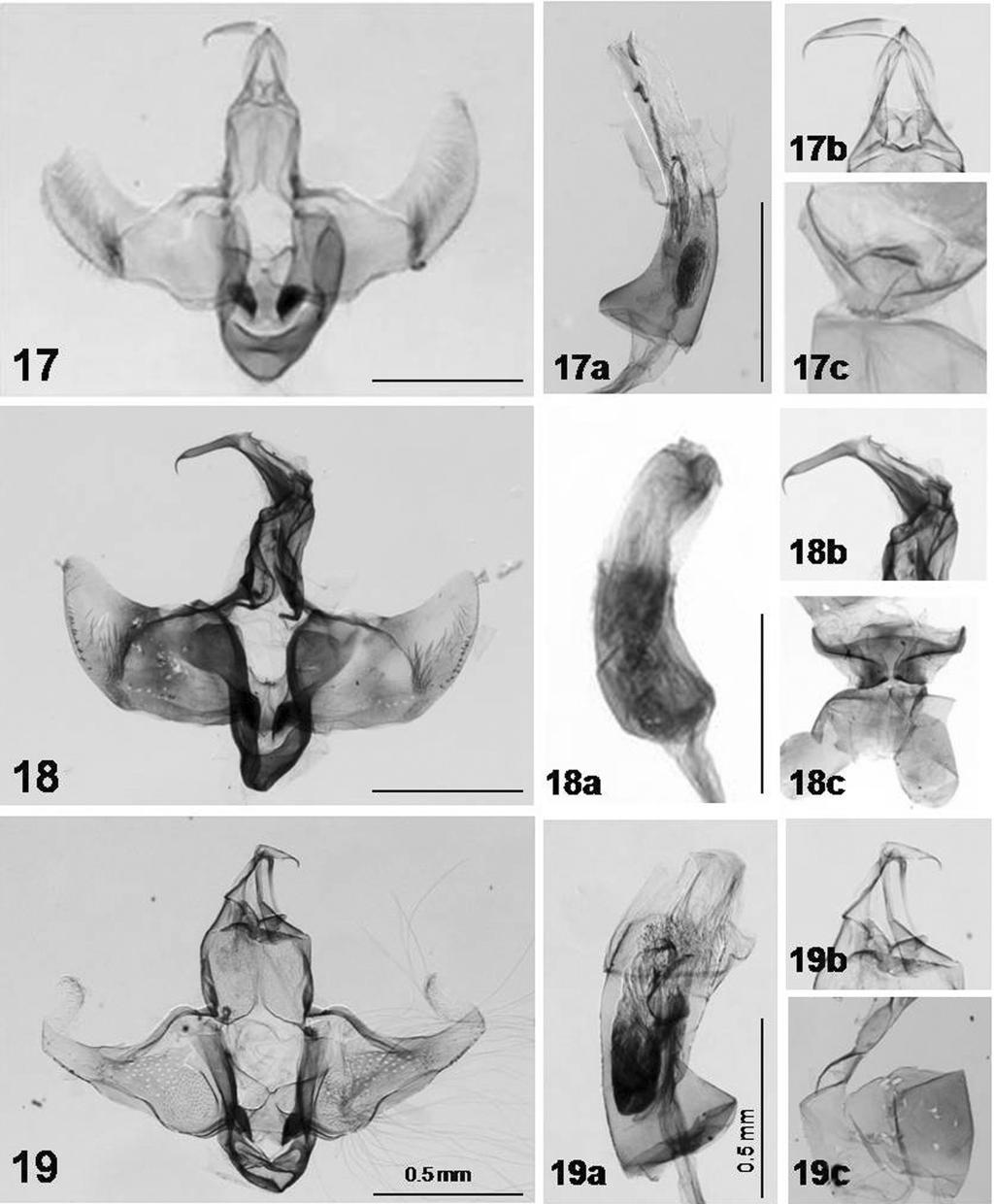 TROP. LEPID. RES., 20(2):62-70, 2010 67 Figs. 17-19. Male genitalia of Lecithocera species (a: close-up uncus+gnathos part; b, aedeagus; c: 8 th segment): 17. L. orbiculata sp. nov.; 18. L. tumidosa sp.
