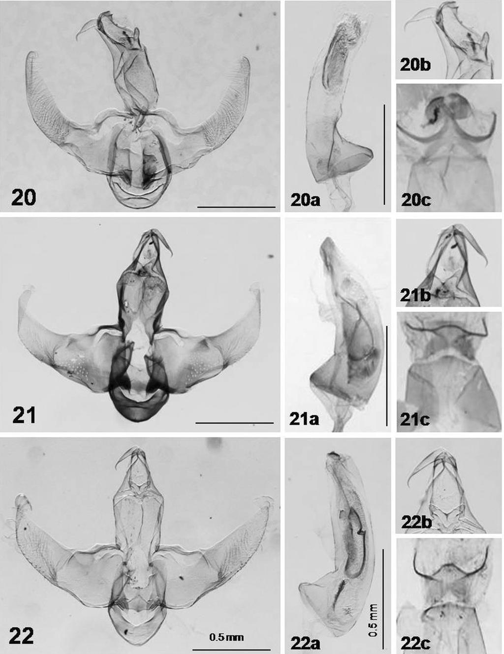 68 TROP. LEPID. RES., 20(2):62-70, 2010 Figs. 20-22. Male genitalia of Lecithocera species (a: close-up uncus+gnathos part; b, aedeagus; c: 8 th segment): 20. L. squalida Gozmány; 21. L.poculata sp.