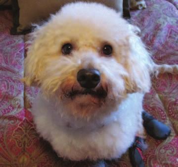the FurKids in your lives. We look forward to introducing you to a number of vendors, new and repeat favorites, whose products and services help us keep our Bichons healthy and Nicolas beautiful.
