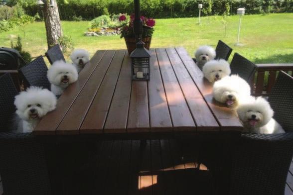 We are here for the Bichon Bash meeting! We have a few demands.