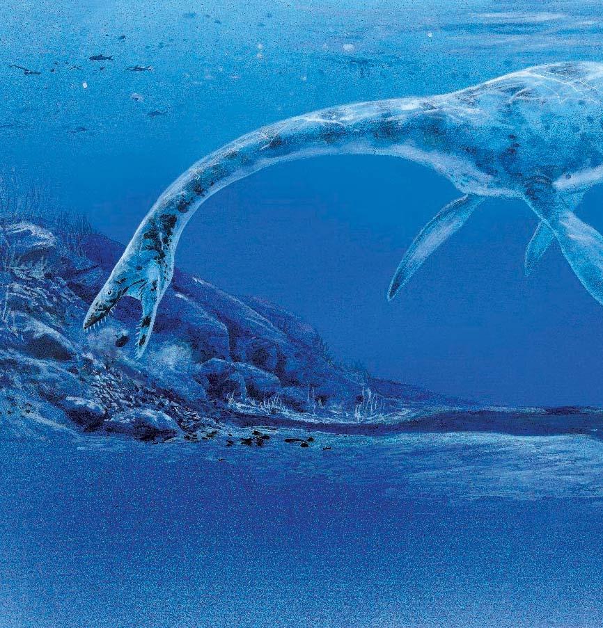 Plesiosaurus searches for groups of fish to eat.