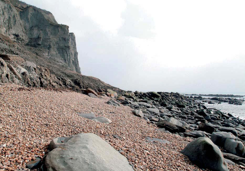 The coast of England is one of the best places to find fossils of sea giants.