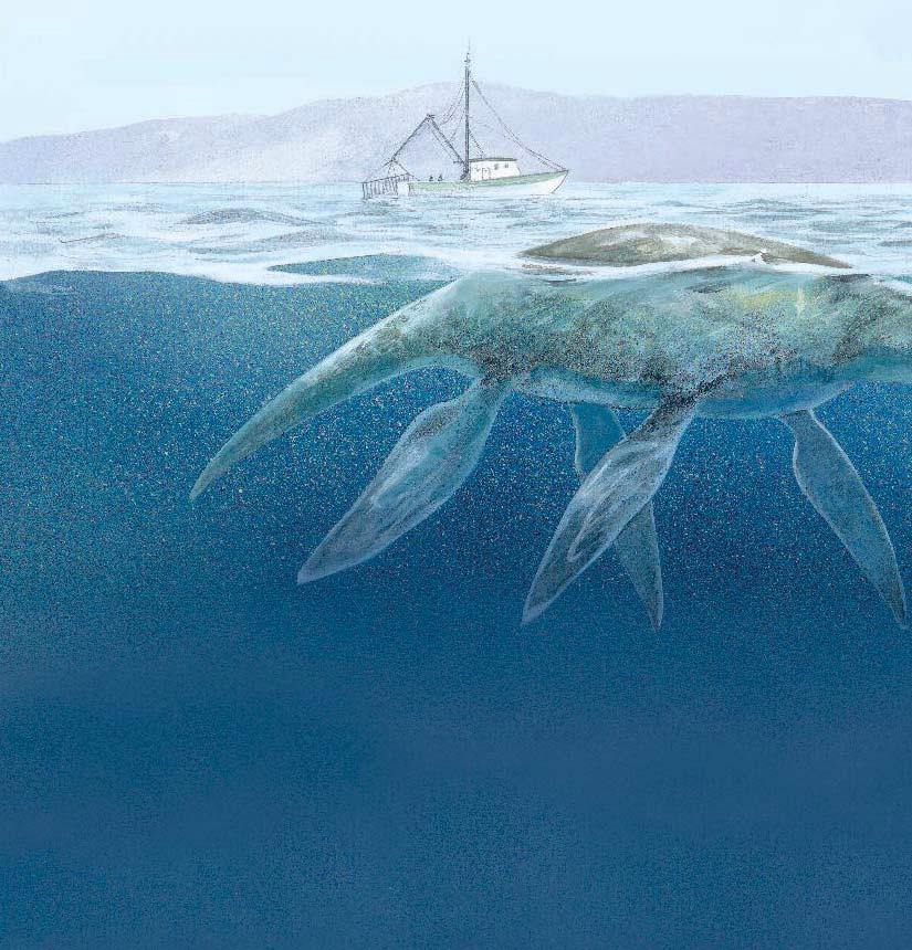 Are sea reptiles like Plesiosaurus still swimming deep in our oceans or lakes? Many people think so.