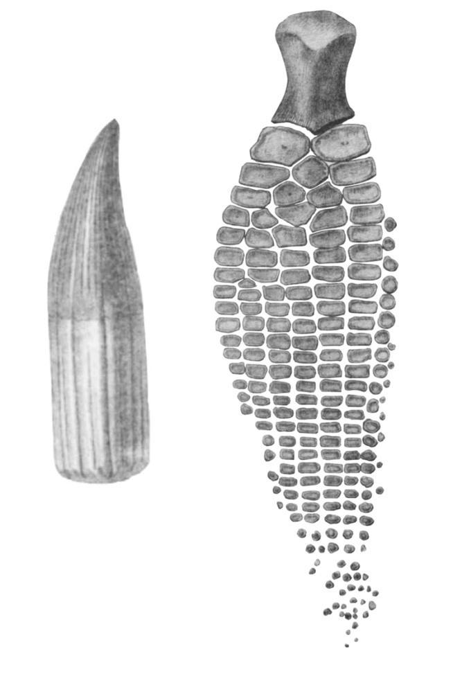 Figure 4. Illustration (lithograph) of the original I. communis holotype tooth (Conybeare, 1822; Plate 15, Figure. 8) and paratype forefin (Conybeare, 1822; Plate 20, Figure.