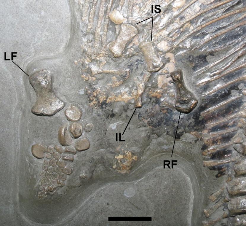 One nearly complete hindfin, probably representing the left in dorsal view, is also associated with this section. The femur is disarticulated from the rest of the fin, which is largely articulated.