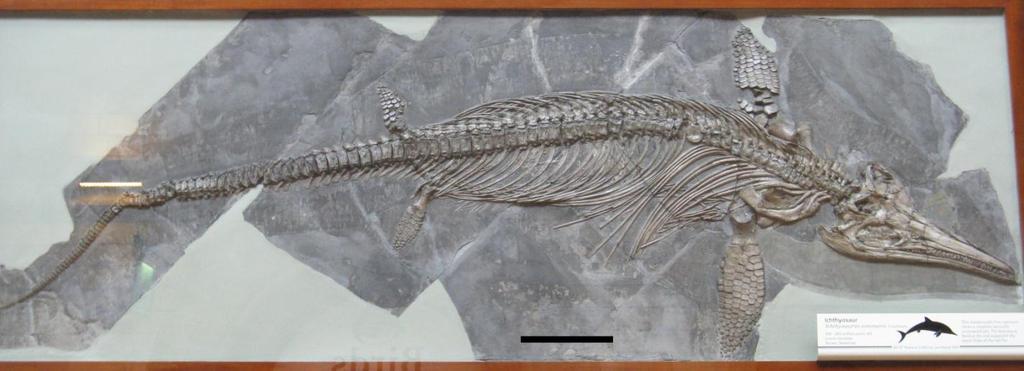 Figure 15. The practically complete skeleton of NHMUK 2013, a specimen encompassed within Species #3 (Cluster 1). Note that this specimen is on display at the NHMUK, behind glass. Scale bar = 20 cm.