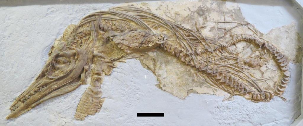 Figure 18. The partial skeleton of AGC 12, a specimen encompassed within Species #3 (Cluster 1). Scale bar = 10 cm. 7.2.4 SPECIES #4 ( CLUSTER 2 ) 7.2.4A.