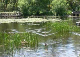 lakes were shared by a range of other waterbirds, as well as many species of dragonflies and